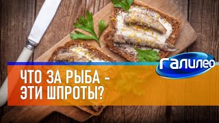 Галилео 🐟 Что за рыба - эти шпроты?