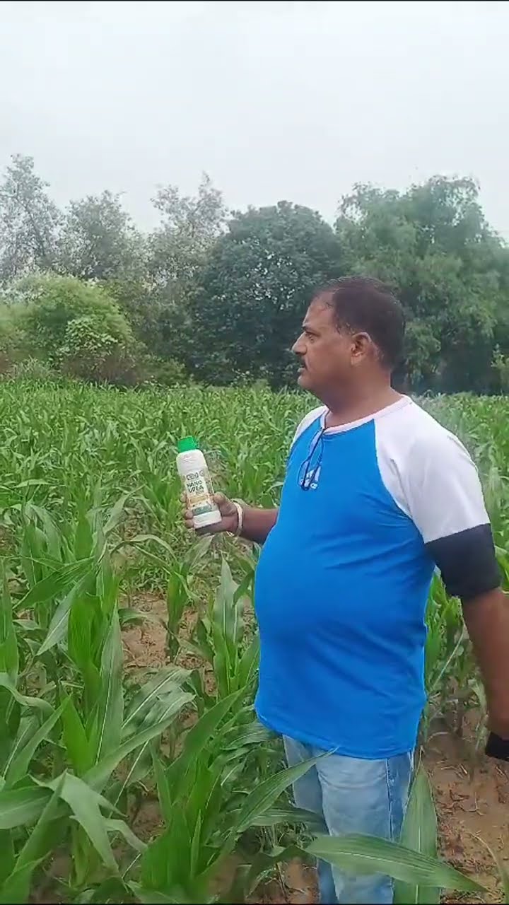 Nano Urea के इस्तेमाल से मक्के की बंपर पैदावार, Kangra के किसान ने क्या बताया | वनइंडिया हिंदी