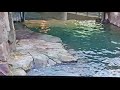 Sea otters (Kunik, Hardy, Mak,Taz, Katmai) playing catch me if you can