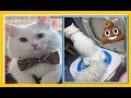 How to toilet train the Cat | cat toilet Training