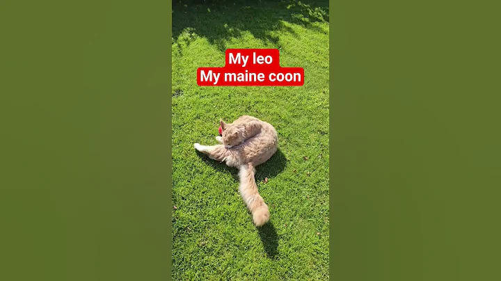 Video 10471611: maine coon cat, first maine coon, mainecoon