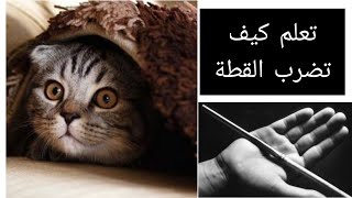 تعلم كيف تضرب القطة....Learn how to hit the cat