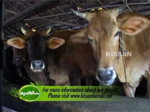 Success story of a dairy farmer Thomson Dairy,Thrissur