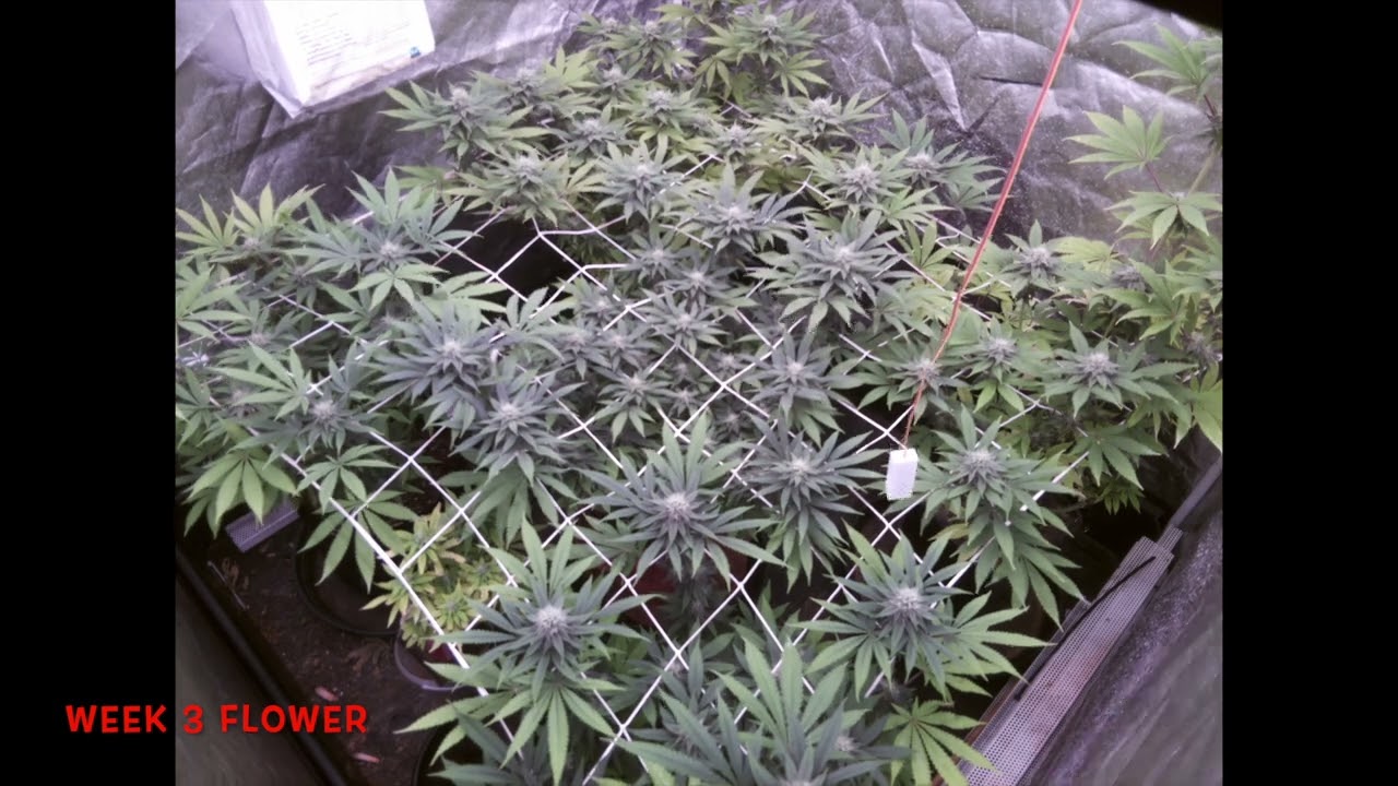 week 3 flower Mimosa Evo X Orange Punch