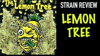 LEMON TREE STRAIN REVIEW