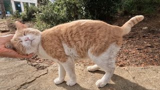 The newly woken up Leo the cat asks me for food with his cute trills