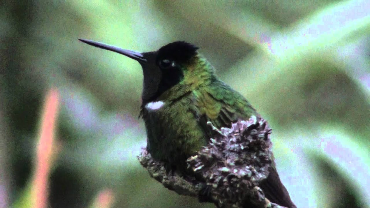 Hooded Visorbearer - Augastes lumachella (Lesson, 1838) 
