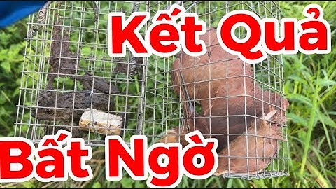 27/ Bẫy Chuột Cống Nhum Kết Quả Bất Ngờ Và Hiệu Quả@Đờisốngmiềntây-i9l 