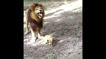 Africa Wild Animals And Wild Animals Things Malamala Safari Moments Animals2021 Wildanimals Lion 