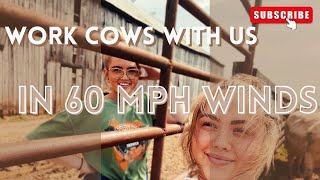 Working Large Cattle Herd on a Windy April Day!