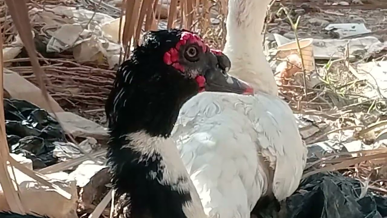 ٢١ شباط ٢٠٢٦