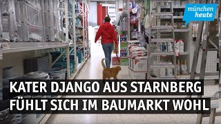 Kater Django aus Starnberg fühlt sich in Baumarkt am wohlsten