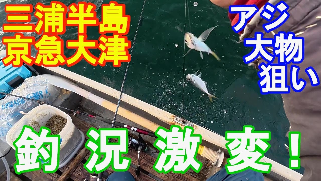 ♯336【京急大津ボート釣り】黒鯛〇爆ポイントでアジが復活！？だが、しかし・・・