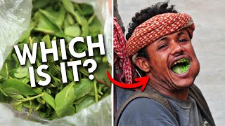 Khat: Dangerously Addictive Or Harmless Upper? by Animalogic 75,544 views 1 month ago 7 minutes, 55 seconds