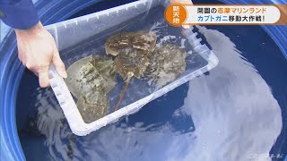 カブトガニのお引越し　閉園した志摩マリンランドから鳥羽水族館へ　三重