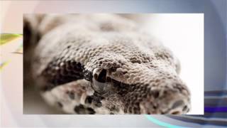 Какие бывают зрачки? 15.10.2015 Какие бывают зрачки? 15.10.2015