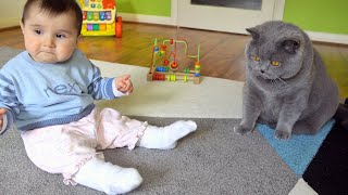 British Shorthair Cat and Baby  Playing Together