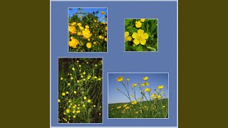 Download Lagu buttercup Download Lagu buttercup