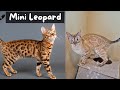 12 things to know before getting a bengal cat  the cat butler