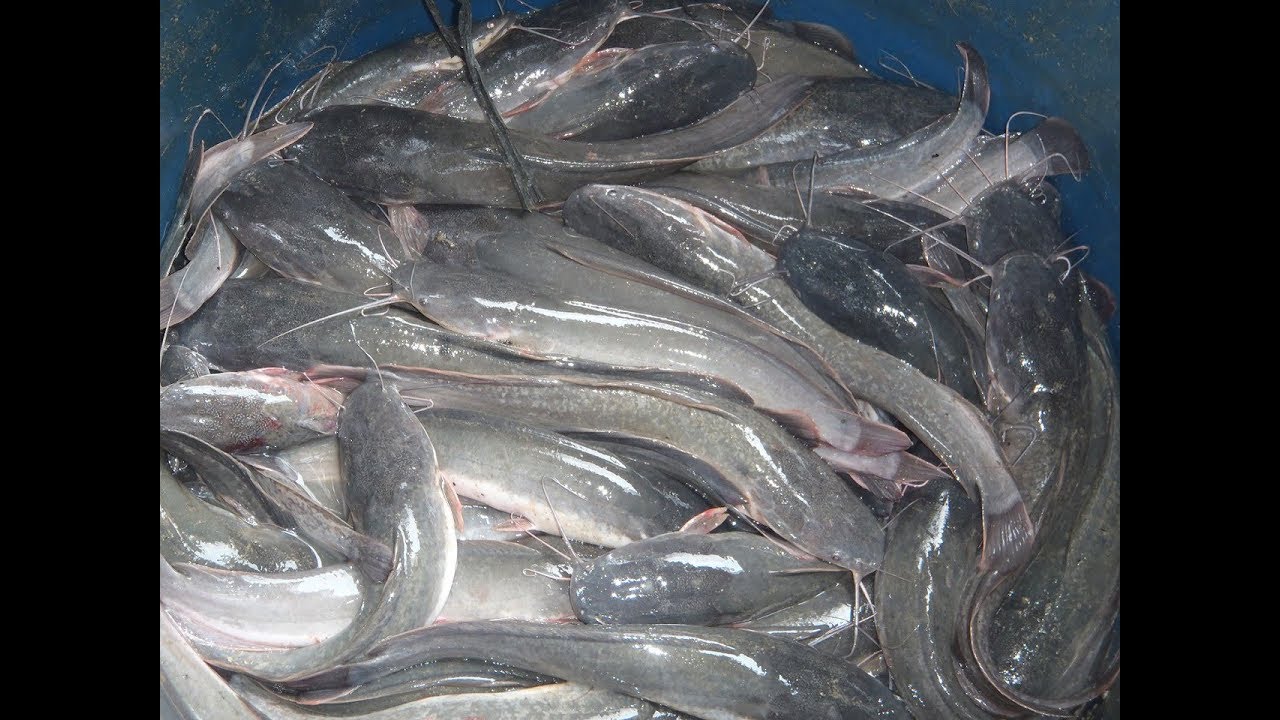 Cara Budidaya Lele Yang Langsung Panen 20 Hari Ukuran 1 Kg Isi 10 Ekor