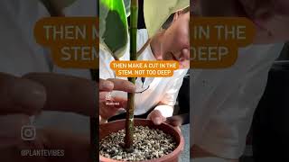 Will you try this??? ficusplant plants plant propogation fypシ fyp planttips