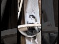 ネコも翔んだ日🪽🤣