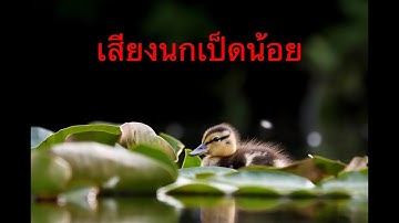 เสียงนกเป็ดน้อย