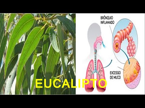 Vídeo: Dano de inverno em eucalipto - Como consertar plantas de eucalipto danificadas pelo frio