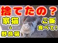 【野良猫】また捨てられてました 水路敷で震えてました 餌やりさん３日間かけてご飯食べさせました