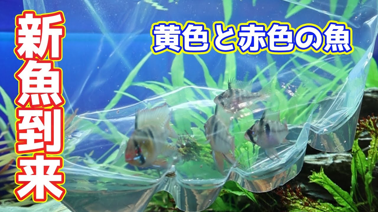 今年最後の新魚到来！【ネイチャーアクアリウム】