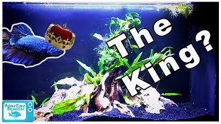 We Got a KING BETTA: This Fish is HUGE!
