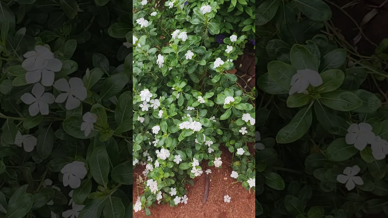 White periwinkle flower India 