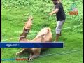 Camel severely beaten Trainer Alappuzha