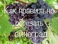 Как правильно обрезать виноград, чтобы получить большой урожай