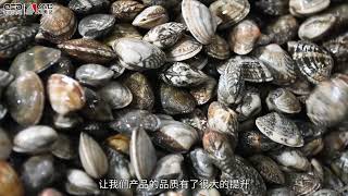 AMD Clam Sorting # Clam X-ray Sorting Machine # Seafood X-ray Machine # Aquatic Product Sorting