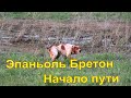 Эпаньоль Бретон #1 Начало пути. Прогулка с Кетнером   бретонский эпаньоль