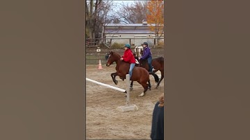 Me trying to count a stride😭 #horse #equestrain #horsingaround #ponyhorse #horseenthusiast #riding