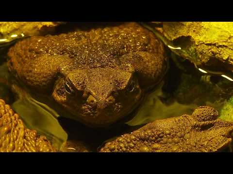 Video: Abinieku Aponogetons Abesīnijas