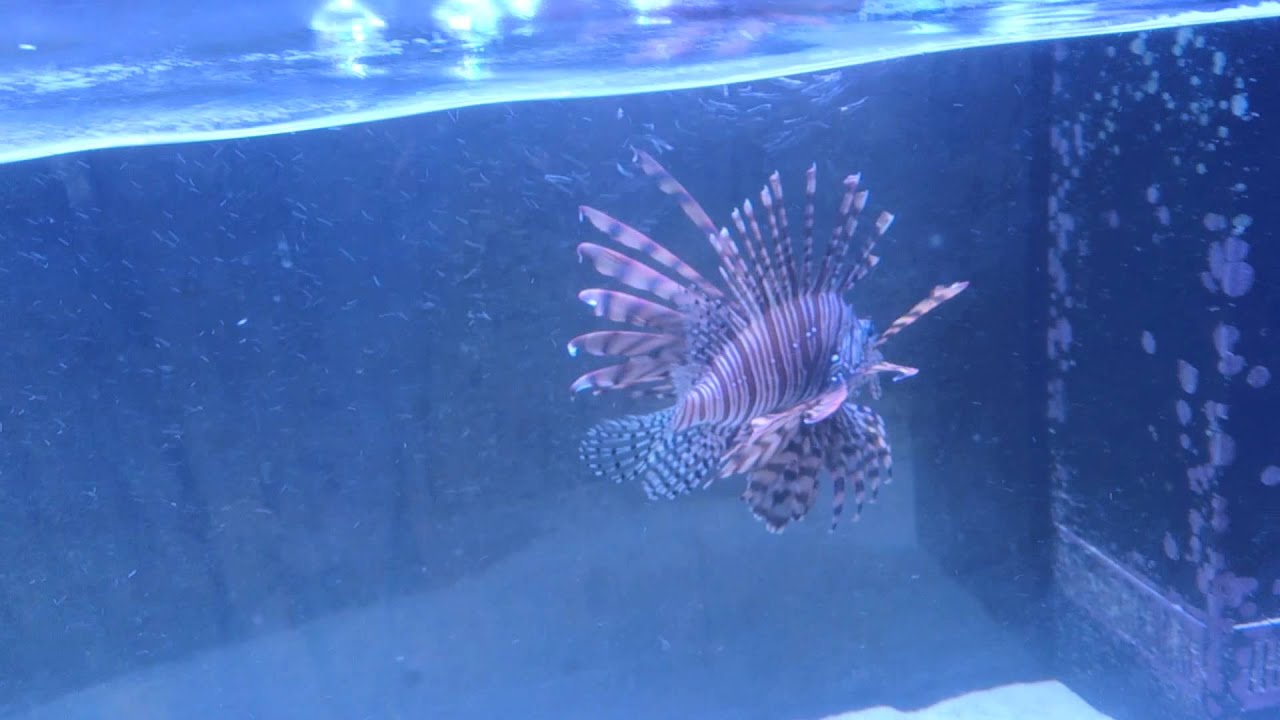 all about fish growing