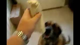 Bubba the dog eats a bean burrito in 1 second.