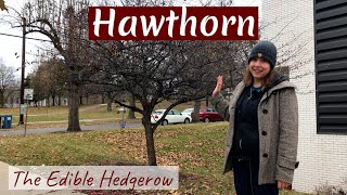 Hawthorn: The Edible Hedgerow