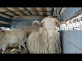 Скотный рынок Овец и Коз. Урус-мартан, 21.02.21г. Чечня.
Cattle market sheep, goats Chechnya