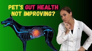 Why Your Pet's Gut Health Issues Don't Improve  Holistic Vet Advice