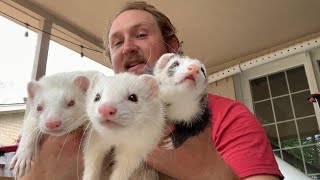 Watch this before buying a ferret!