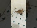 معركه بين القط و الفار ضحك Haha Shorts معركه بين القط و الفار ضحك Haha Shorts