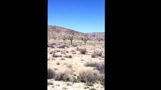 Coyote in Joshua tree national park Coyote Well Drilled In 1915 Joshua Tree Calif