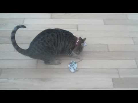 Porn Star Detox with my Cat Ahab on Drugs Ahab Porn - Porn Star Detox with my Cat Ahab on Drugs