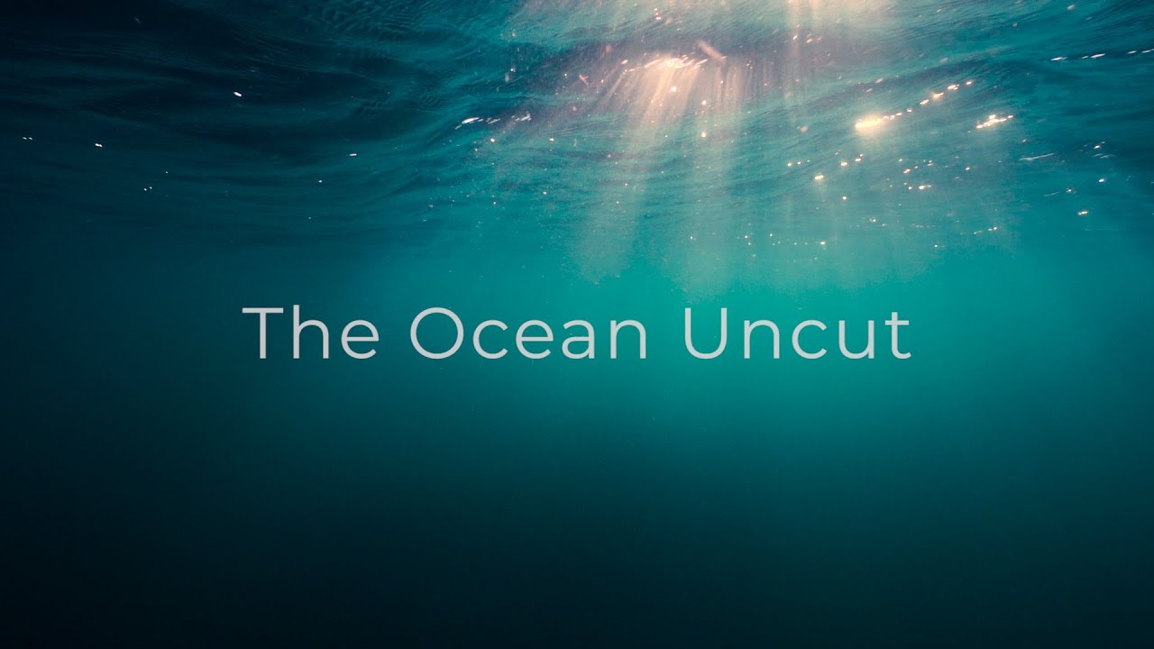 The Ocean Uncut | 1Hr Deep Blue Wildlife