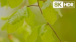 Frames Of Nature 8K 60P Hdr Showreel Shot On Red Dsmc2 Monstro