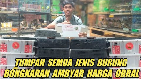 BONGKARAN RATUSAN BURUNG SELALU ADA PROMO !!JUAL MURAH GAK PAKE REM KIOS BAJANG PASAR BURUNG PRAMUKA